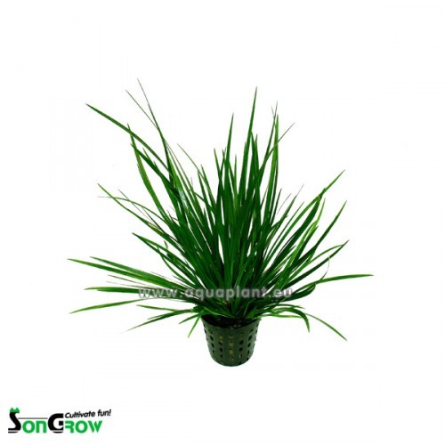 Acorus gramineus vert en pot